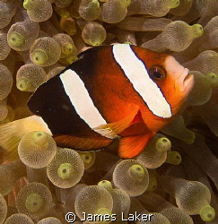 Clownfish in Bubble Anemone by James Laker 